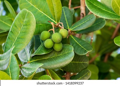 41 Ficus citrifolia Images, Stock Photos & Vectors | Shutterstock