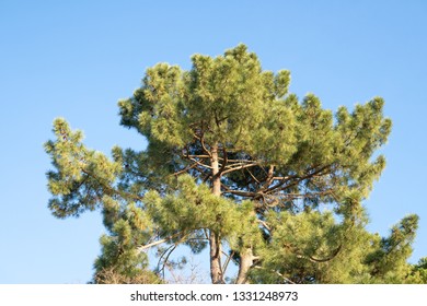 Shortleaf Pine On Sunny Day. Pinus Echinata