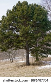 Shortleaf Pine (Pinus Echinata). Total View