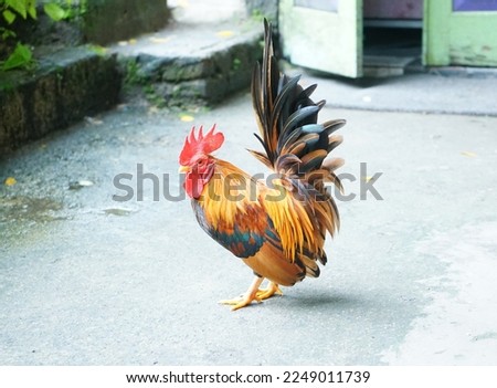 short-legged Bantam chicken looks absolutely stunning in the farm yard