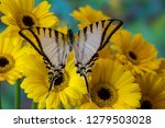 Short-lined Kite Swallowtail Butterfly, Eurytides agesilaus autosilaus