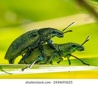 short-nosed weevil commonly known as the silver-green leaf weevil mating with partners on green grass leaves 