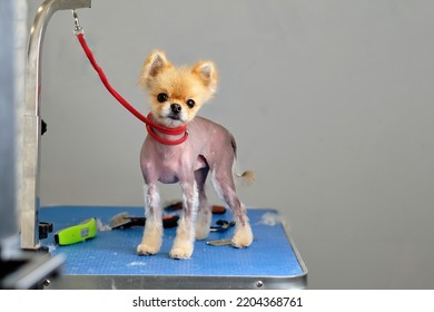 A Short-shaven Pomeranian After A Haircut On The Table.