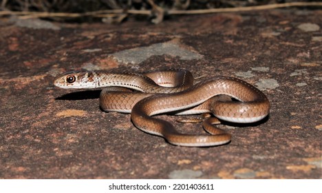 Shortsnouted Grass Snake Psammophis Brevirostris Kwazulunatal Stock ...