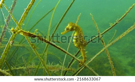 Short-snouted seahorse (Hippocampus hippocampus) in the thickets of sea grass Zostera. Black Sea, Odessa bay.