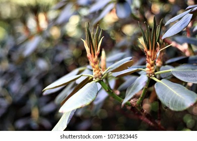 Shortstraw Pine - Pinus Virginiana, Closeup With Green Background