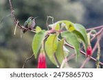 A short-tailed emerald hummingbird perched on a fuchsia Boliviana twig, under the sun of the afternoon, in a farm in the eastern Andean mountains of central Colombia. 