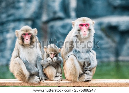 Short-tailed macaques at Bala Monkey Mountain in Fengshan County, Hechi, Guangxi, China