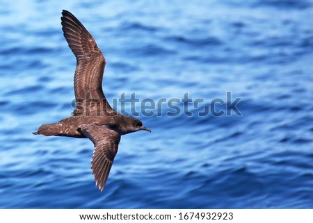 Short-tailed shearwater in flight off the coast of New Zealand