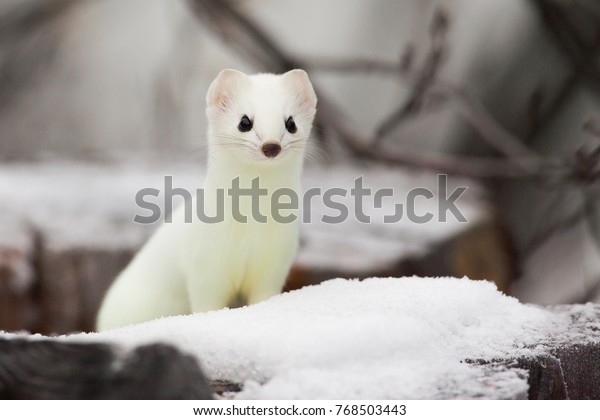 white marten