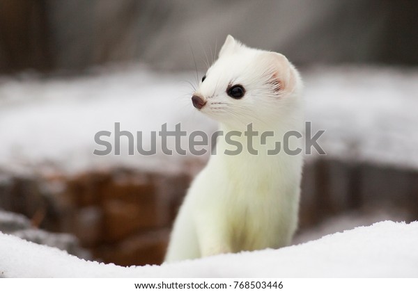 white marten