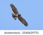 Short-toed eagle (Circaetus gallicus) in flight. Snake eagle flying with blue sky background. Portrait of a powerful wild eagle with yellow eye looking for prey. Asturias, Spain.