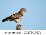 Short-toed snake eagle or Circaetus gallicus sitting position in Dadia forest Evros Greece, isolated, blue sky background.