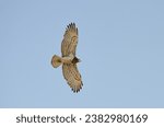 Short-toed Snake Eagle (Circaetus gallicus) flying in the sky.