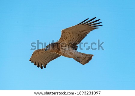 Similar – Image, Stock Photo Awesome bird of prey in flight