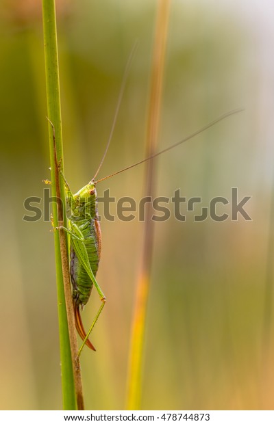 Shortwinged Conehead Female Conocephalus Dorsalis On の写真素材 今すぐ編集