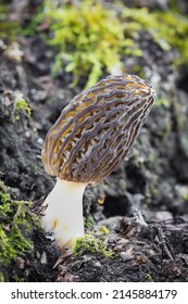 Shot of amazing, edible and tasty morel mushroom - Czech Republic, Europe - Shutterstock ID 2145884179