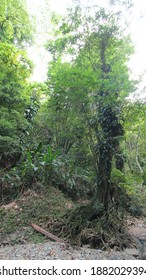 A Shot Of Argyle Waterfalls In The Caribbean, Roxborough, Trinidad   Tobago