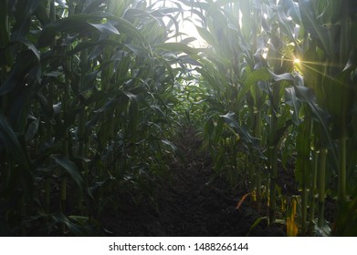 A shot of an array of corn plants.