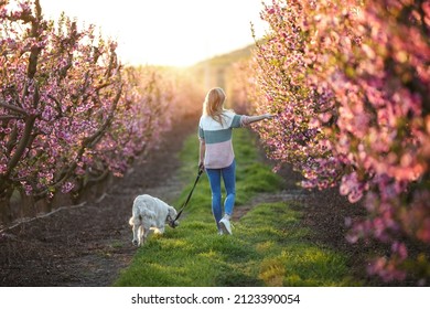 Shot of back view of attractive young woman walking with her lovely golden retriever dog in a cherry field in springtime.  - Shutterstock ID 2123390054