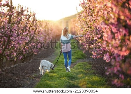 Shot of back view of attractive young woman walking with her lovely golden retriever dog in a cherry field in springtime. 