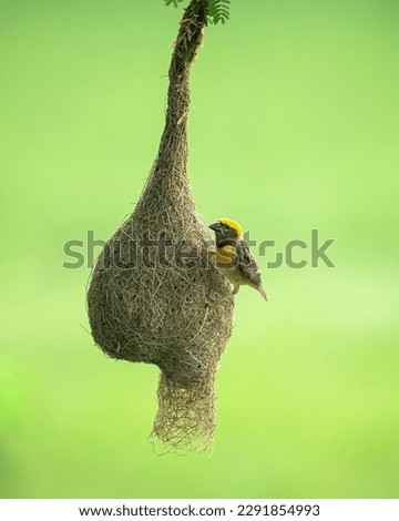 A Shot of Baya Weaver bird on the nest