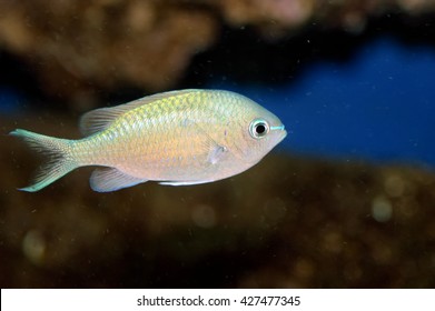 Shot Beautiful Green Chromis Damselfish Stock Photo 427477345 ...