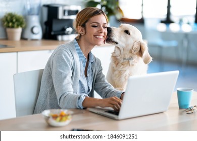 Schuss von einem schönen Hund, der ihre lächelnde Besitzerin küsst, während sie mit Laptop in der Küche zu Hause arbeitet.