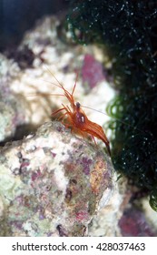 A shot of a beautiful specimen of peppermint shrimp