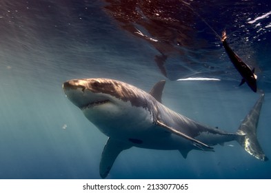 A Shot Of The Beautiful Wild Great White Shark Underwater