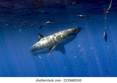 A Shot Of The Beautiful Wild Great White Shark Underwater