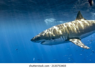 A Shot Of The Beautiful Wild Great White Shark Underwater