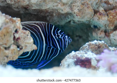 A Shot Of A Beautiful Young Emperator Angelfish