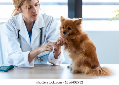 Shot Of Beautiful Young Veterinarian Woman Examining Paw Of Cute Lovely Pomeranian Dog At Veterinary Clinic.