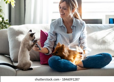 Shot Of Beautiful Young Woman Playing With Her Cute Dog And Cat While Using Mobile Phone Sitting On Couch In Living Room At Home.