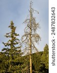 Shot of a beetle kill tree next to a healthy pine tree set against a mountain Colorado landscape and a stormy sky