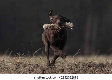 A Shot Of A Big Dog Running With Wood Piece In Its Mouth