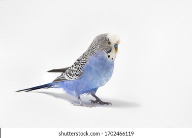 A Shot Of A Blue Budgerigar Bird On A White Background.