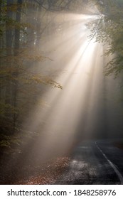 A shot of bright rays of the sun breaking through the fog in the woods