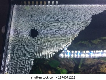 A Shot Of A Bubble Nest Created By A Honey Gourami.