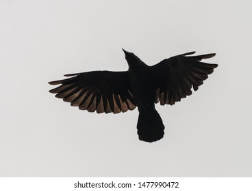 A Shot Of A Carrion Crow Flying Through A Grey Sky.