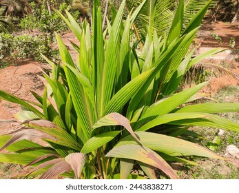 shot of a coconut tree sapling