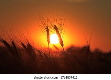 A shot of a colorful Sunset with a colorful sky with wheat silhouette west of Sterling Kansas USA.