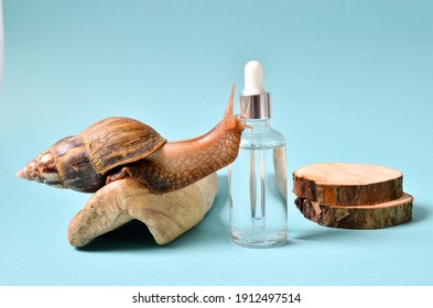 Shot Of A Cosmetic Serum With Extract Of Snail Slime And A Snails On A Wood. Snail Mucus Extract.