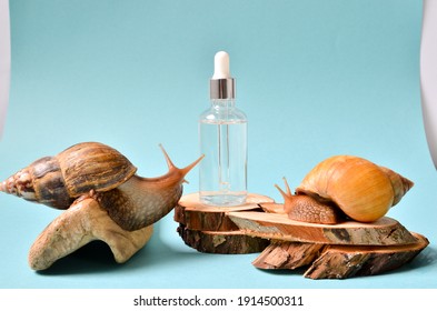 Shot Of A Cosmetic Serum With Extract Of Snail Slime And A Snails On A Wood. Snail Mucus Extract.