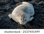 A shot of a cute harbor or common seal lying on its belly on black rocks with eyes closed