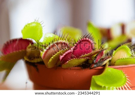 Shot of a Dionaea or Venus Flytrap plant