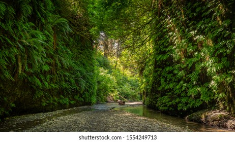 A Shot Down Fern Canyon In Humboldt County, CA.