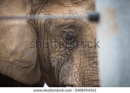 A shot of the eye of an elephant in captivity