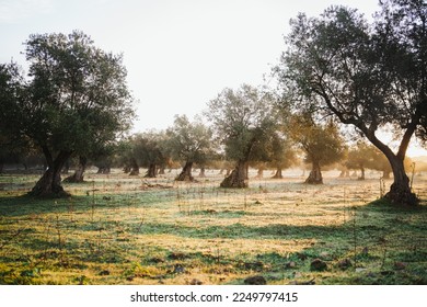 Shot of a field full of olive trees in Spain while sunrise. It is a bit foggy.